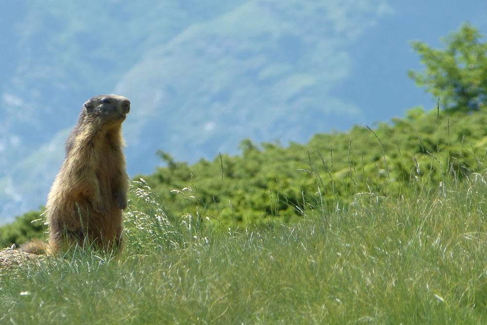 parc animalier
